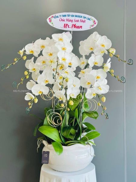  L0052 - LAN HỒ ĐIỆP 