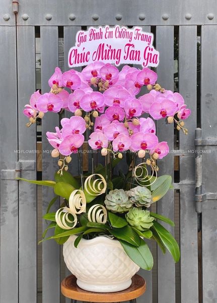  L0054 - LAN HỒ ĐIỆP 