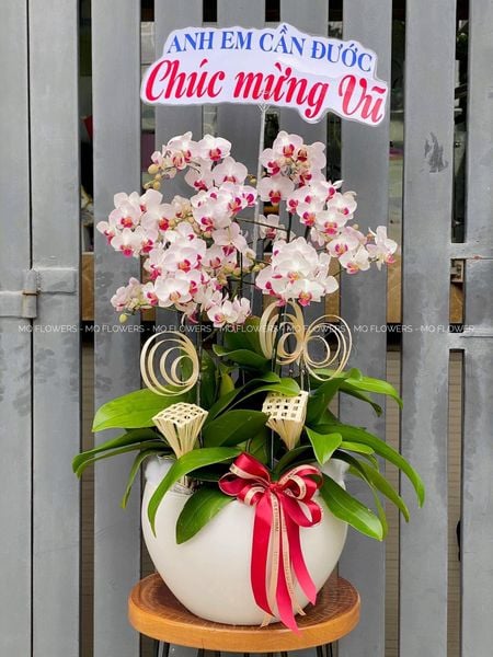  L0056 - LAN HỒ ĐIỆP 