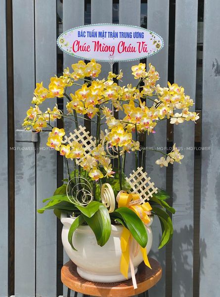  L0055 - LAN HỒ ĐIỆP 