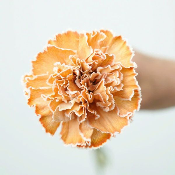  HOA CẨM CHƯỚNG COLOMBIA 