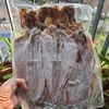 Mực khô Quảng Ninh size từ 12 - 14 con/kg túi 500g