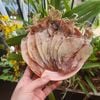 Mực khô Quảng Ninh size từ 100 - 120 con/kg túi 500g