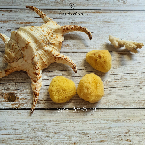  Bông Bọt biển rửa mặt hữu cơ  Fino Silk Địa Trung Hải size 3.5-5cm 