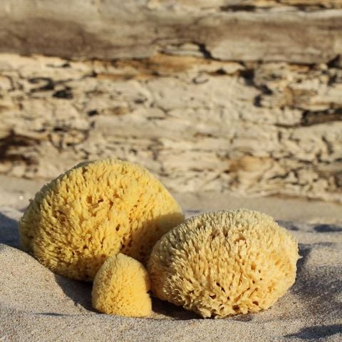  Bông tắm Bọt biển Honeycomb Địa Trung Hải 