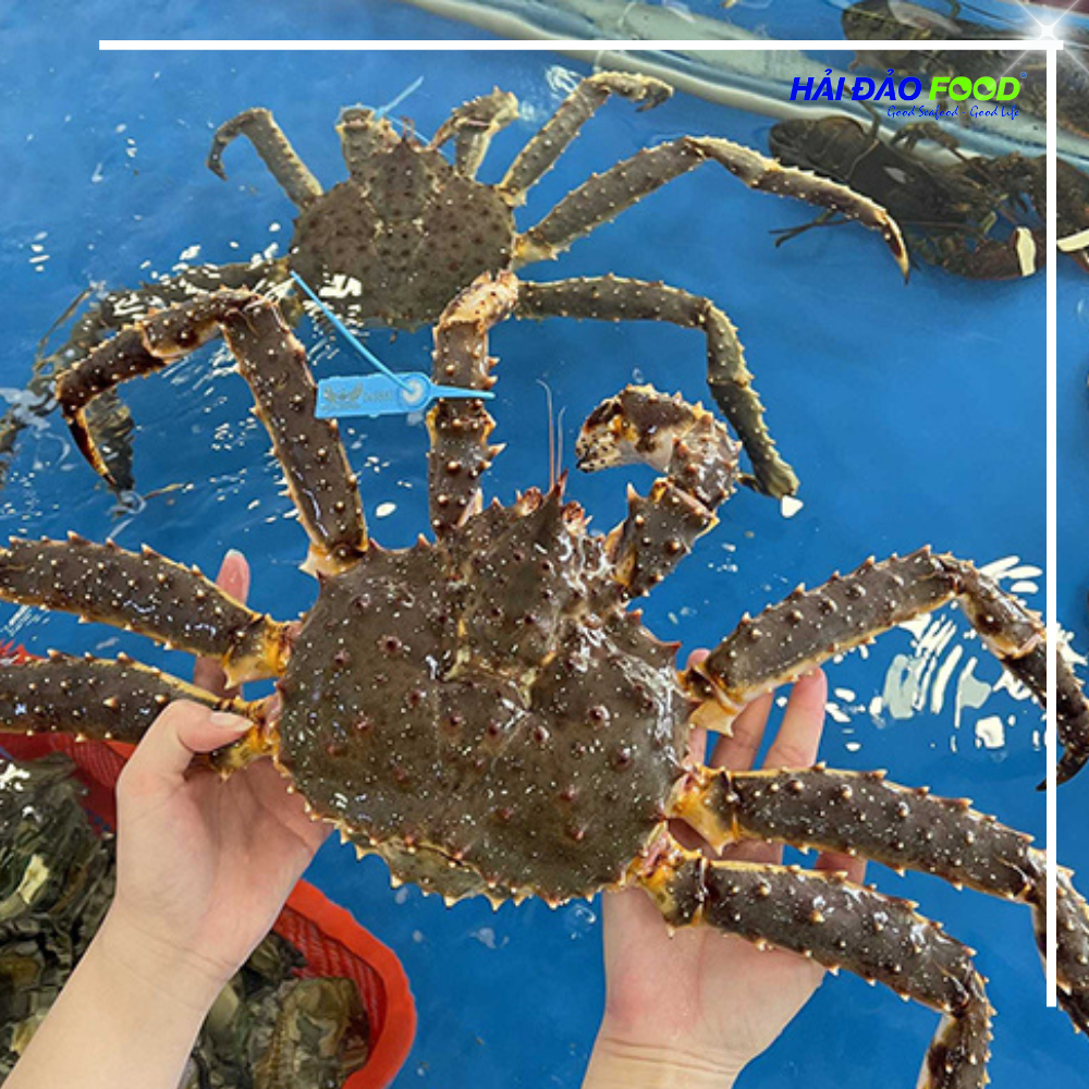 Cua Hoàng Đế King Crab Đỏ Bao Ăn Nhập Khẩu Tươi Sống HẢI ĐẢO FOOD Nhiều Size