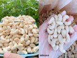  Hạt điều nguyên hạt bóc vỏ lụa rang nguyên vị size trung _ dry roasted & unsalted cashew nuts_from Viet Nam 