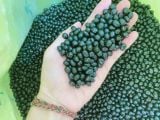  Đậu nành đen (đậu tương đen) xanh lòng không biến đổi gen hàng loại 1 - Black soybean non GMO 