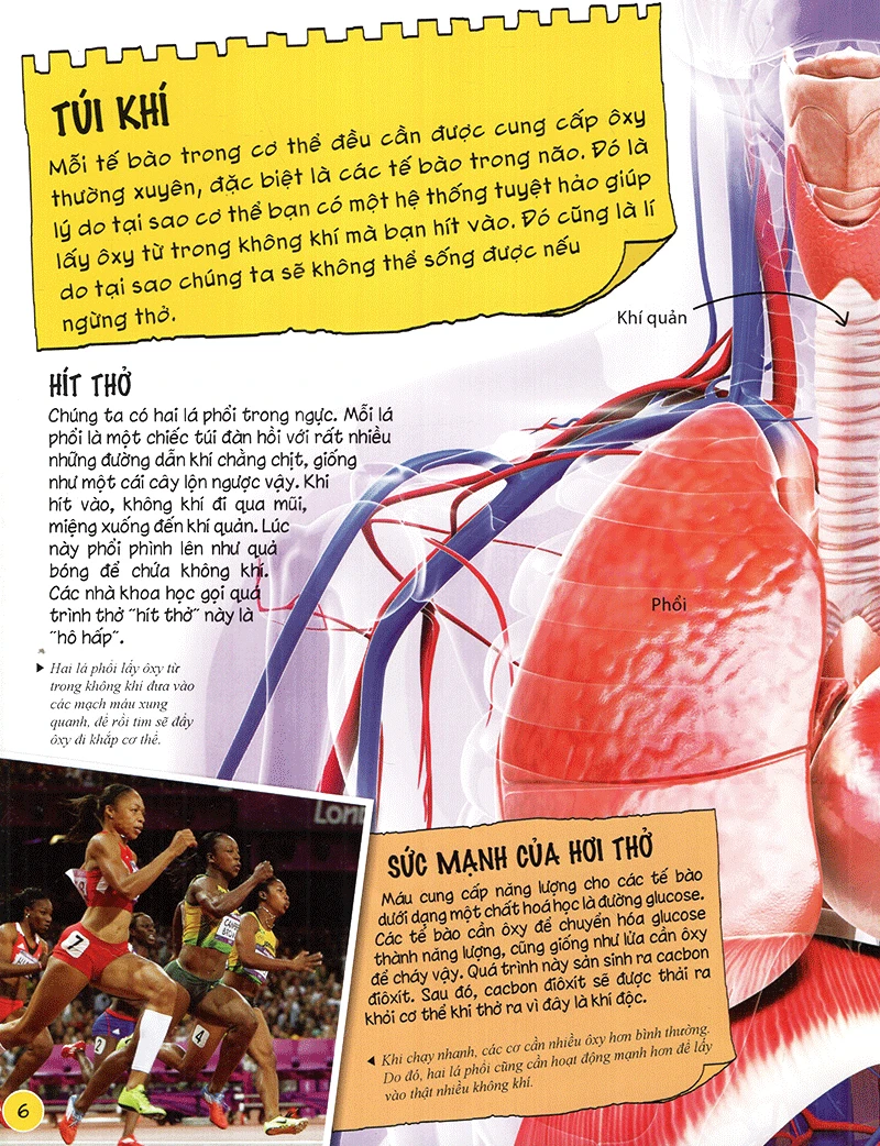  Sách Tìm hiểu về cơ thể người (Dành Cho Trẻ Từ 6 Tuổi) 