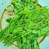  [HCM] Ngọn Bí Đỏ Non Organic- APG ECO - Rau quả tươi tốt (Bịch 500g) 