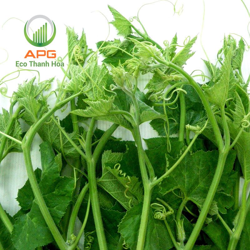 [HCM] Ngọn Bí Đỏ Non Organic- APG ECO - Rau quả tươi tốt (Bịch 500g)