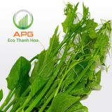  [HCM] Ngọn Bí Đỏ Non Organic- APG ECO - Rau quả tươi tốt (Bịch 500g) 