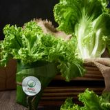  [HCM] Rau Xà Lách Organic- APG ECO - Rau quả tươi (Bịch 500g) 