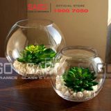  Pasabahce 43427 - Chậu Hoa Thủy Tinh Tròn Pasabahce Botanica Cao 12cm | Nhập Khẩu Thổ Nhĩ Kỳ 