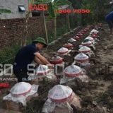  Chum Sành Ngâm Rượu Đông Triều 150 Lít | Chum Sành Hạ Thổ Không Tráng Men 