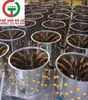 Máy vặt lông gà vịt nhà hàng -DC977