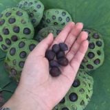  COMBO HẠT SEN GIỐNG 100% SEN HỒNG THUẦN CHỦNG 