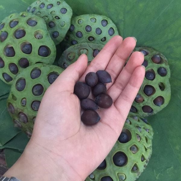  HẠT GIỐNG SEN HUẾ - SEN TRẮNG 100% THUẦN SEN TIẾN VUA HOÀNG CUNG 