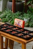  Cá Bống O Mộc 