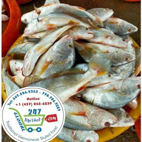  Cá lù đù xẻ 1 nắng* 