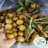  Nhãn Tiêu* 