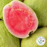  Ổi Ruby ruột đỏ* 