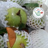  Vú sữa bơ hồng 