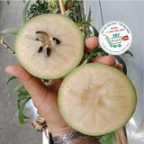  Vú sữa bơ hồng 