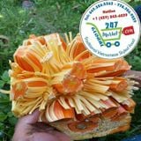  Mít ruột đỏ INDO* 