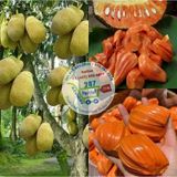  Mít ruột đỏ INDO* 