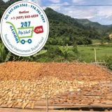  Măng lưỡi lợn tây bắc* 