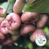  Mận hồng đào đá xanh - đỏ 