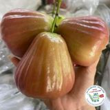  Mận hồng đào đá xanh - đỏ 