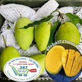  Xoài cát hòa lộc* 