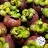  Măng cụt Columbia° 