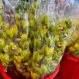  Hoa địa lan 