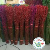  Hoa nụ tầm xuân.. 