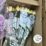  Hoa cúc đại đóa° 