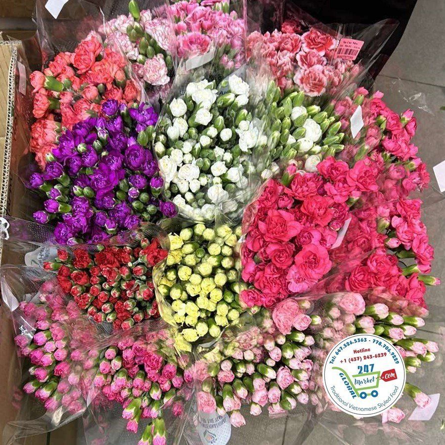  Hoa cẩm chướng° 