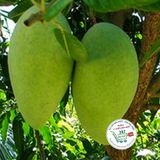  Xoài cát hòa lộc* 