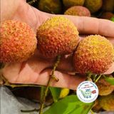  Vải thiều* 