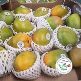  Xoài Mini Columbia• 