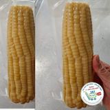  Bắp nếp 