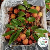  Vải thiều* 