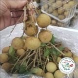  Nhãn bắp cải* 