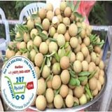  Nhãn xuồng cơm vàng* 