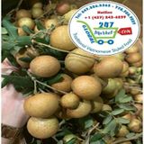  Nhãn xuồng cơm vàng* 