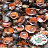  Ốc dừa.. 