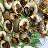  Ốc mỡ.. 