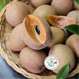  Sapoche ( Hồng xiêm)* 